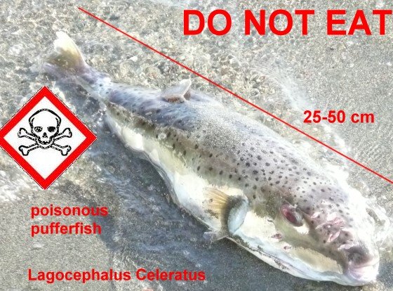 Fugu Pufferfish poisonous fish - Danger